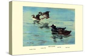 Surf Scoter Ducks-Allan Brooks-Stretched Canvas