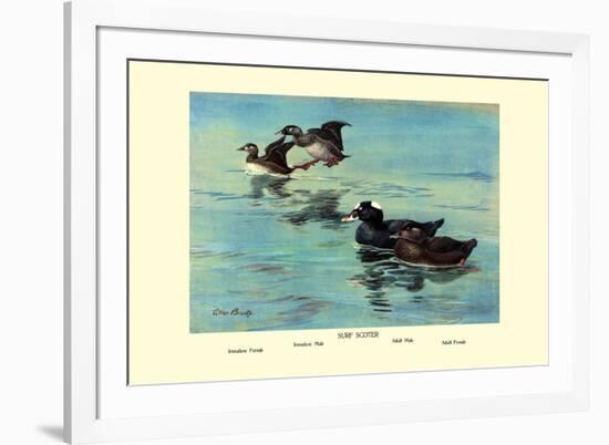Surf Scoter Ducks-Allan Brooks-Framed Premium Giclee Print