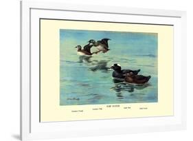 Surf Scoter Ducks-Allan Brooks-Framed Premium Giclee Print