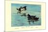 Surf Scoter Ducks-Allan Brooks-Mounted Premium Giclee Print