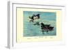 Surf Scoter Ducks-Allan Brooks-Framed Art Print