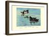 Surf Scoter Ducks-Allan Brooks-Framed Art Print