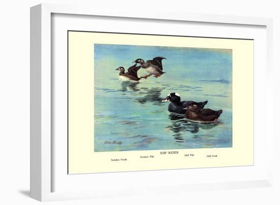 Surf Scoter Ducks-Allan Brooks-Framed Art Print