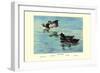 Surf Scoter Ducks-Allan Brooks-Framed Art Print