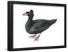 Surf Scoter (Melanitta Perspicillata), Duck, Birds-Encyclopaedia Britannica-Framed Poster