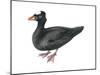 Surf Scoter (Melanitta Perspicillata), Duck, Birds-Encyclopaedia Britannica-Mounted Poster