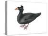 Surf Scoter (Melanitta Perspicillata), Duck, Birds-Encyclopaedia Britannica-Stretched Canvas