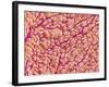 Surface of a valve of a rat heart-Micro Discovery-Framed Photographic Print