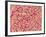 Surface of a valve of a rat heart-Micro Discovery-Framed Photographic Print