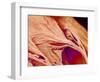 Surface of a valve of a rat heart-Micro Discovery-Framed Photographic Print