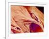 Surface of a valve of a rat heart-Micro Discovery-Framed Photographic Print