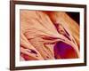 Surface of a valve of a rat heart-Micro Discovery-Framed Photographic Print