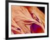 Surface of a valve of a rat heart-Micro Discovery-Framed Photographic Print
