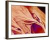 Surface of a valve of a rat heart-Micro Discovery-Framed Photographic Print