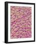 Surface of the pancreas of a rabbit-Micro Discovery-Framed Photographic Print
