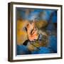 Surface Tension-Ursula Abresch-Framed Photographic Print