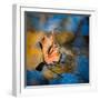 Surface Tension-Ursula Abresch-Framed Photographic Print