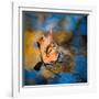 Surface Tension-Ursula Abresch-Framed Photographic Print