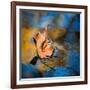 Surface Tension-Ursula Abresch-Framed Photographic Print