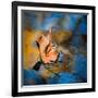 Surface Tension-Ursula Abresch-Framed Photographic Print