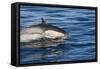 Surfacing Common Dolphin-DLILLC-Framed Stretched Canvas