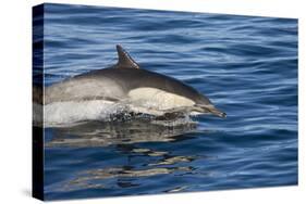 Surfacing Common Dolphin-DLILLC-Stretched Canvas