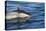 Surfacing Common Dolphin-DLILLC-Stretched Canvas