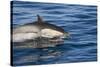 Surfacing Common Dolphin-DLILLC-Stretched Canvas