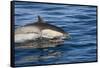 Surfacing Common Dolphin-DLILLC-Framed Stretched Canvas