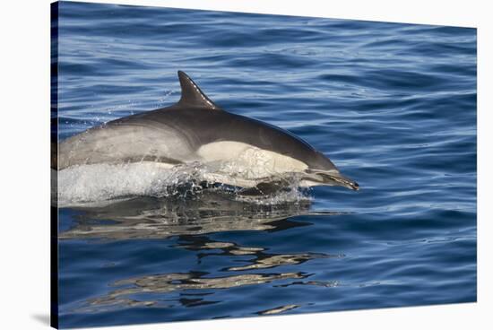 Surfacing Common Dolphin-DLILLC-Stretched Canvas