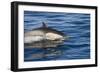 Surfacing Common Dolphin-DLILLC-Framed Photographic Print