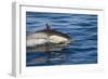 Surfacing Common Dolphin-DLILLC-Framed Photographic Print