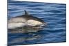 Surfacing Common Dolphin-DLILLC-Mounted Photographic Print