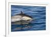 Surfacing Common Dolphin-DLILLC-Framed Photographic Print