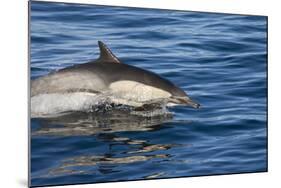 Surfacing Common Dolphin-DLILLC-Mounted Photographic Print