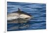 Surfacing Common Dolphin-DLILLC-Framed Photographic Print