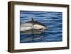Surfacing Common Dolphin-DLILLC-Framed Photographic Print