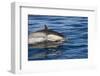 Surfacing Common Dolphin-DLILLC-Framed Photographic Print
