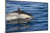 Surfacing Common Dolphin-DLILLC-Mounted Photographic Print