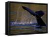 Surfacing Humpback Whale, Inside Passage, Southeast Alaska, USA-Stuart Westmoreland-Framed Stretched Canvas