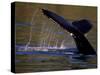 Surfacing Humpback Whale, Inside Passage, Southeast Alaska, USA-Stuart Westmoreland-Stretched Canvas