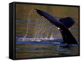 Surfacing Humpback Whale, Inside Passage, Southeast Alaska, USA-Stuart Westmoreland-Framed Stretched Canvas