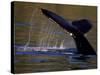 Surfacing Humpback Whale, Inside Passage, Southeast Alaska, USA-Stuart Westmoreland-Stretched Canvas