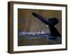 Surfacing Humpback Whale, Inside Passage, Southeast Alaska, USA-Stuart Westmoreland-Framed Photographic Print