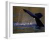 Surfacing Humpback Whale, Inside Passage, Southeast Alaska, USA-Stuart Westmoreland-Framed Photographic Print