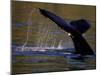 Surfacing Humpback Whale, Inside Passage, Southeast Alaska, USA-Stuart Westmoreland-Mounted Photographic Print