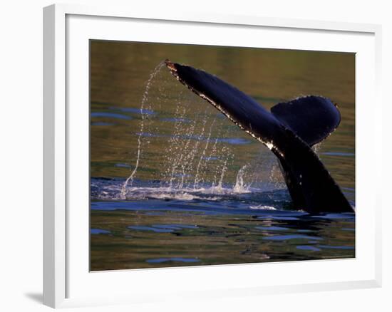 Surfacing Humpback Whale, Inside Passage, Southeast Alaska, USA-Stuart Westmoreland-Framed Photographic Print