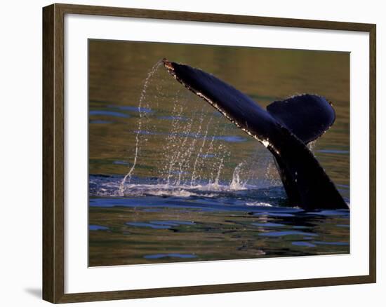 Surfacing Humpback Whale, Inside Passage, Southeast Alaska, USA-Stuart Westmoreland-Framed Photographic Print