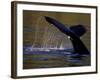 Surfacing Humpback Whale, Inside Passage, Southeast Alaska, USA-Stuart Westmoreland-Framed Photographic Print
