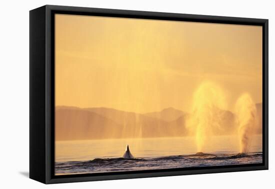 Surfacing Humpback Whales in Frederick Sound-Paul Souders-Framed Stretched Canvas